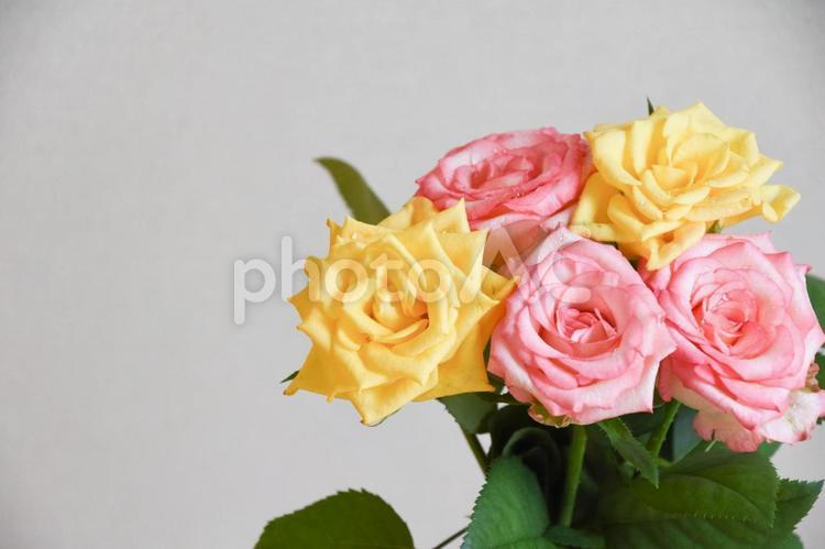 ピンクと黄色の濡れたばら ばら,ピンク,薔薇の写真素材
