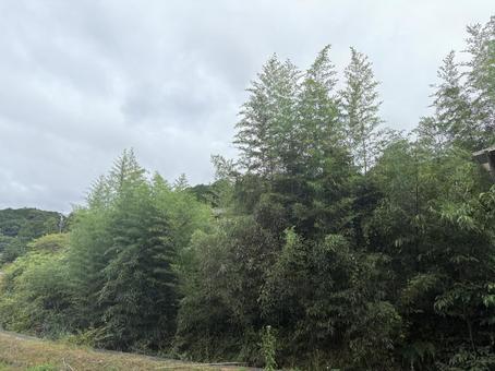 青々と茂る竹林 青々と茂る竹林の写真