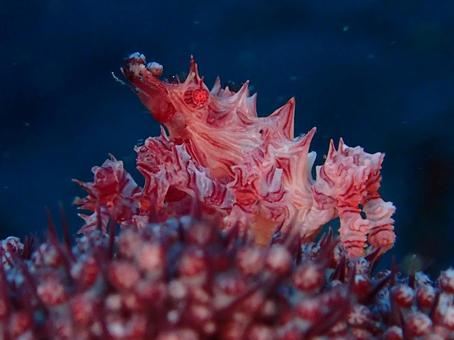 イソコンペイトウガニ イソコンペイトウガニ,カニ,マクロの写真素材