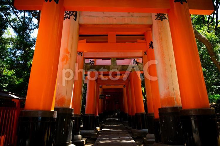 伏見稲荷神社　千本鳥居 伏見稲荷神社,伏見稲荷,千本鳥居の写真素材