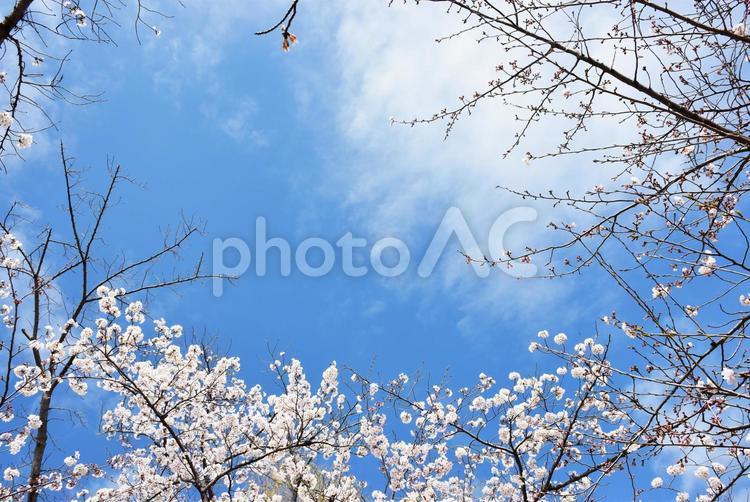 春のピンクに咲き誇った満開の桜と青空 桜,花見,満開の写真素材