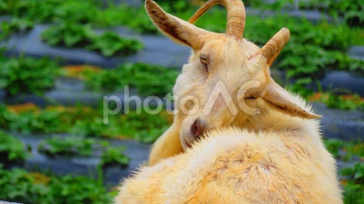 ６月中旬の香南アグリームのヤギ 背景,ヤギ,香南アグリームの写真素材