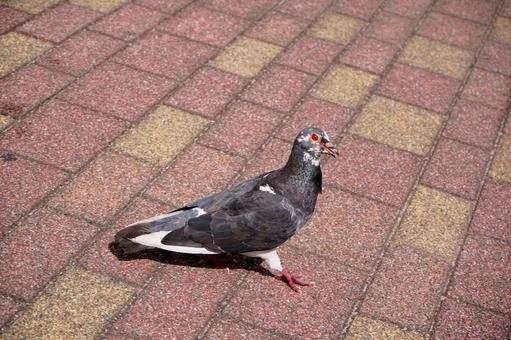 煉瓦の上を歩く伝書鳩の姿の写真