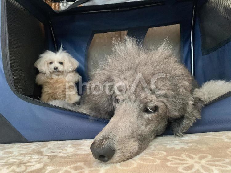 スタンプーとトイプー寄り添いまったり姿 スタンダードプードル,トイプードル,犬の写真素材