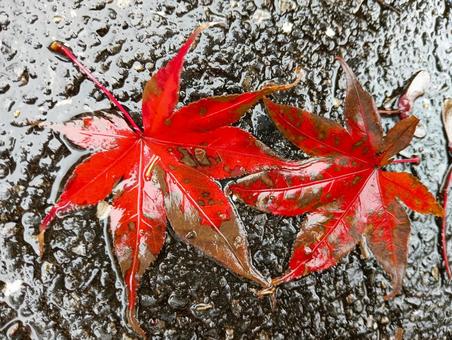 雨に濡れたもみじ もみじ,雨に濡れた,観音寺の写真素材