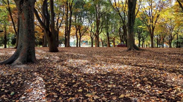 秋の水元公園・森の紅葉＆木漏れ日・葛飾区 秋,水元公園,紅葉の写真素材