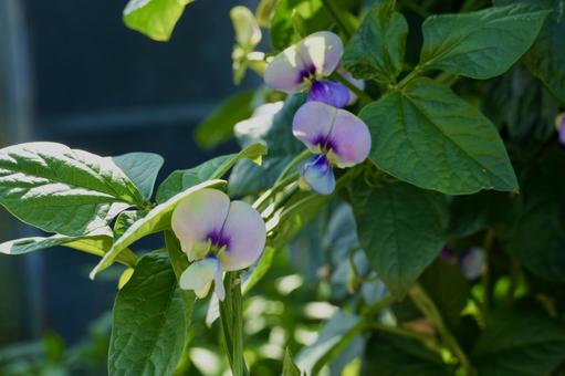 家庭菜園で咲いたささげの花 家庭菜園で咲いたささげの花 ささげ,ササゲ,植物の写真素材