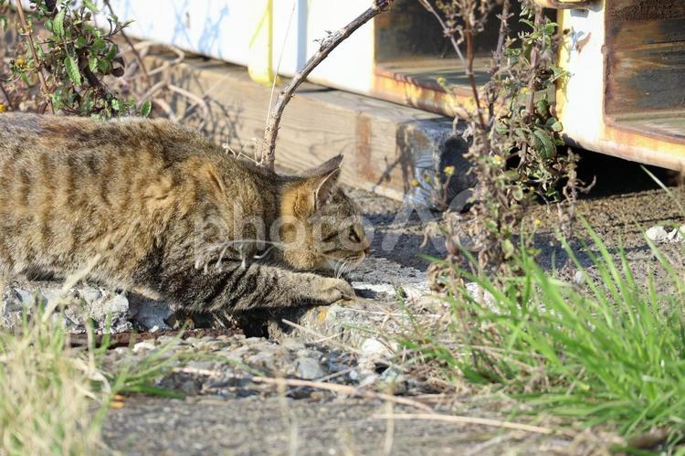 忍び足で獲物を狙うキジトラ野良猫 野良猫,キジ,猫の写真素材