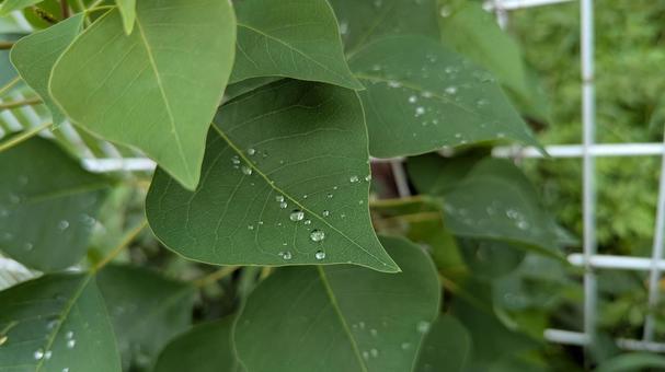 Water droplets on leaves, JPG