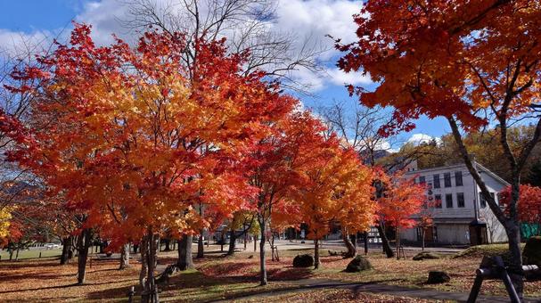 紅葉 紅葉の写真