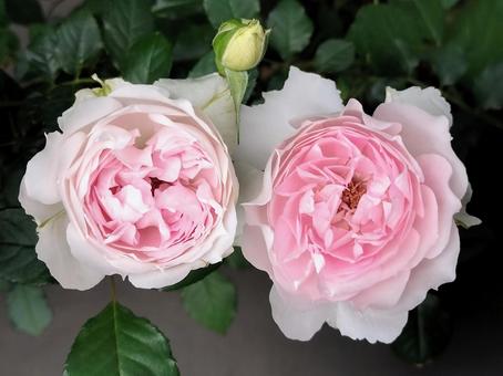 ベランダのバラ・シャリマー ベランダのバラ・シャリマー 薔薇,バラ,シャリマーの写真素材