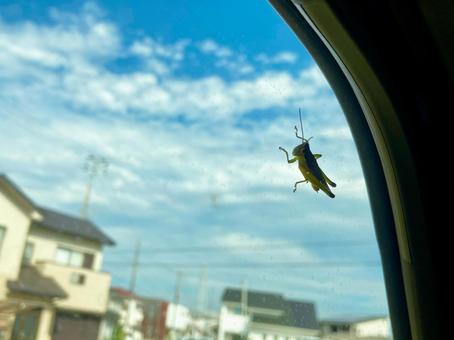 Photo, locust, insect, creatures, 