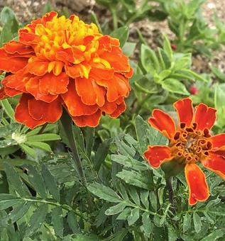マリーゴールド マリーゴールド 花,マリーゴールド,植物の写真素材