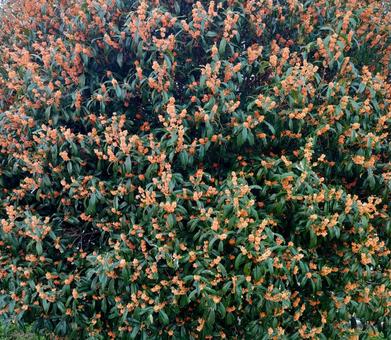 金木犀 金木犀,きんもくせい,花の写真素材