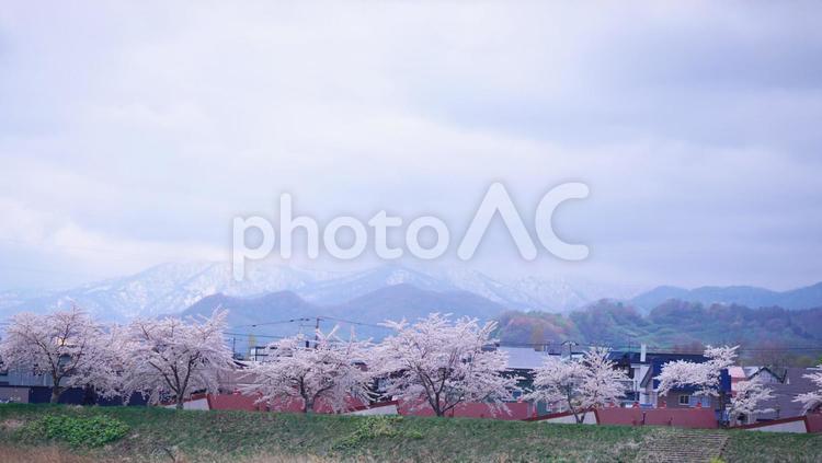 北海道の絶景は余市の桜並木 桜,花,空の写真素材