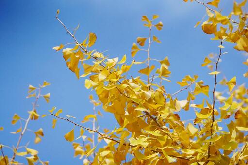 黄葉したイチョウと青空4 イチョウ,銀杏,公孫樹の写真素材