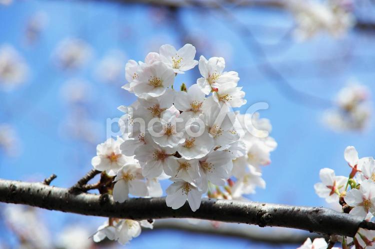 桜の花の大写し 桜,花,春の写真素材