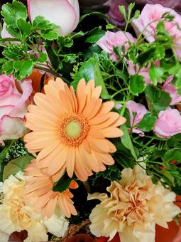 花束（アップ） ガーベラ,ピンク,ブーケの写真素材