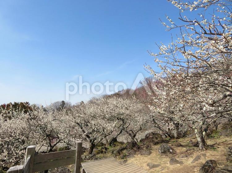 筑波山梅林の園内風景 筑波山梅林,梅林,梅の写真素材