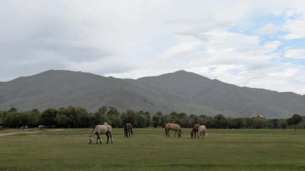 草原で草をはむモンゴルの馬 草原で草をはむモンゴルの馬 モンゴル,馬,放牧の写真素材