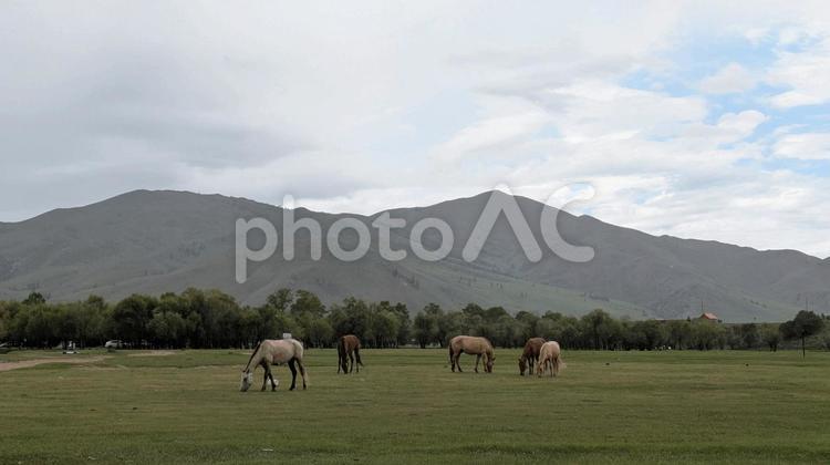 草原で草をはむモンゴルの馬 草原で草をはむモンゴルの馬 モンゴル,馬,放牧の写真素材