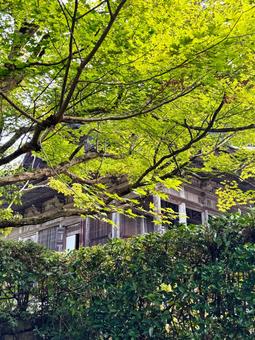 青紅葉 自然,晴れ,京都の写真素材