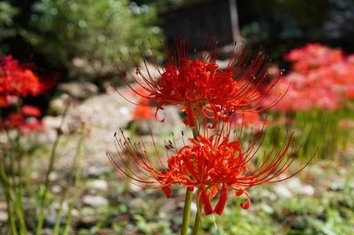 鮮やかに咲いた彼岸花 鮮やかに咲いた彼岸花の写真