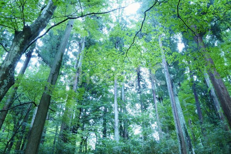杉林と青モミジ モミジ,青モミジ,杉の写真素材