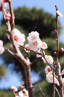 梅の花 梅の花の写真