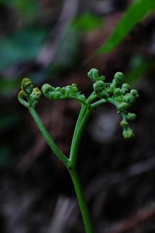 ワラビの成長-6 ワラビの成長-6 ワラビ,山野草,幻想的の写真素材