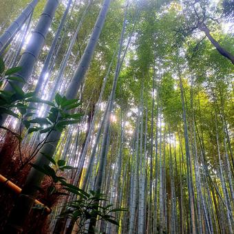 竹 竹 竹,風景,景色の写真素材