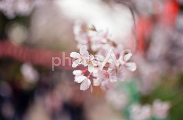 桜　咲き始め 桜,春,季節の写真素材