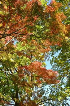 紅葉 紅葉,秋,枝の写真素材