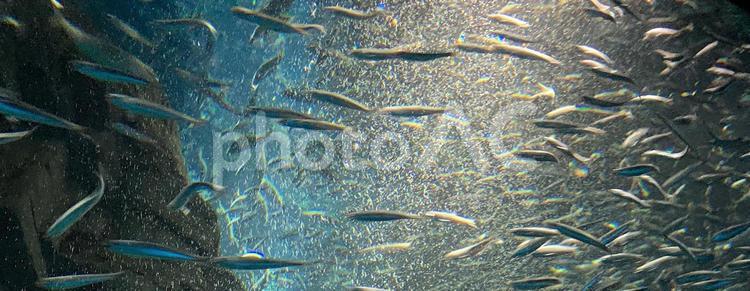 イワシの群れ イワシ,群れ,水族館の写真素材