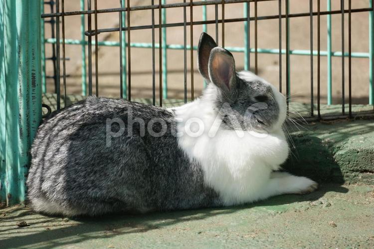 ウサギ小屋で飼育しているウサギ ウサギ,ウサギ小屋,飼育の写真素材