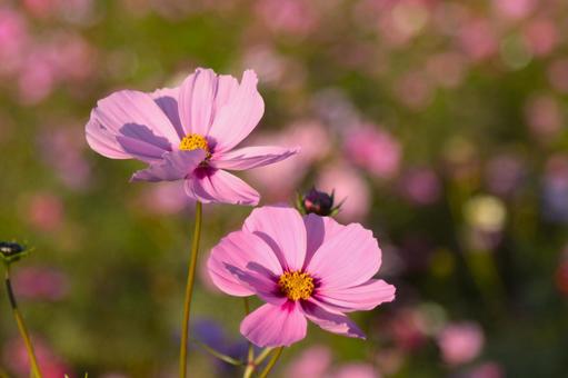 晩秋のコスモス ひまわり,コスモス,花の写真素材