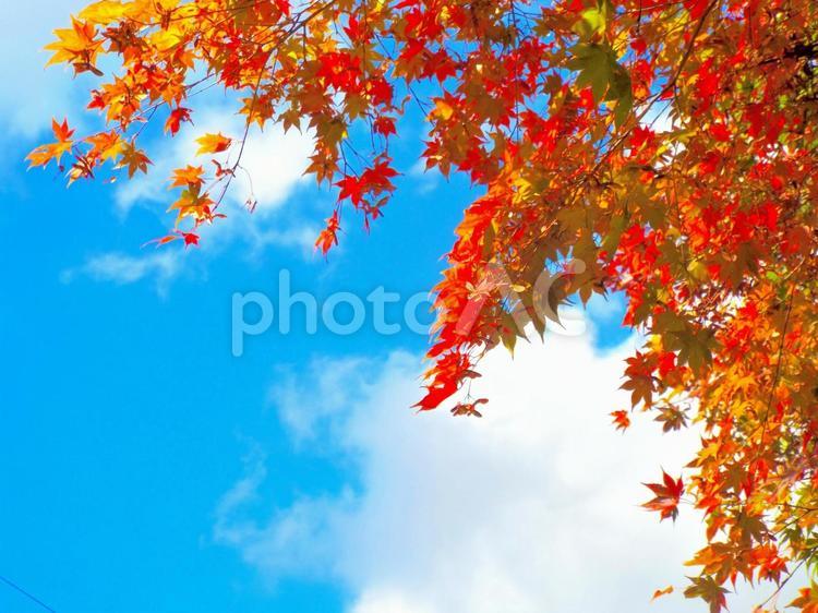 色付いたモミジと青空2 秋,空,秋空の写真素材
