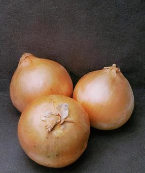 玉ねぎ-04 玉ねぎ-04の写真