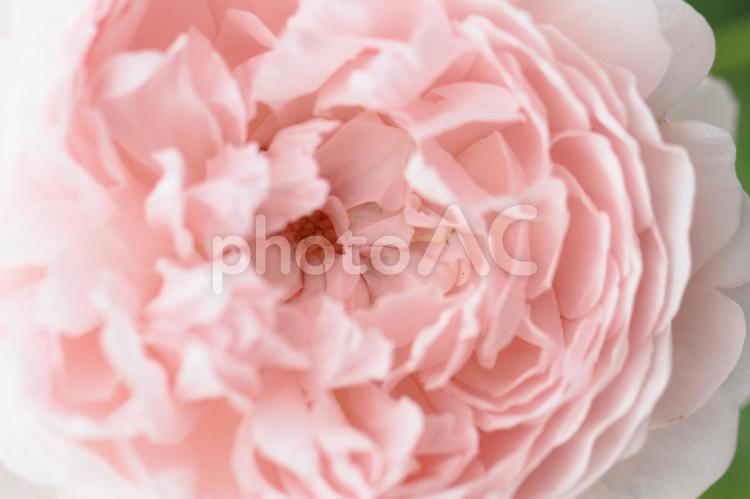 エレガントな淡いピンク色のバラ　19-08 バラ,薔薇,バラの花の写真素材