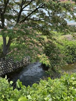 初夏の合歓木 初夏の合歓木の写真