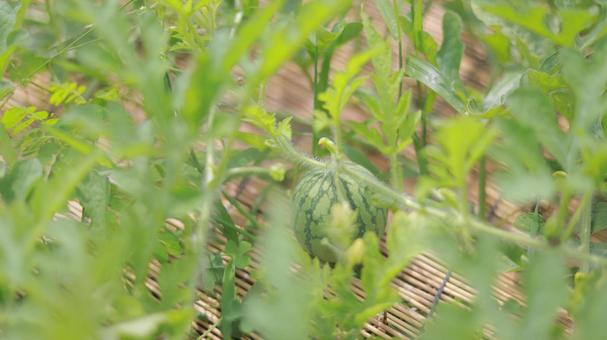 Photo, grass, field, watermelon, 