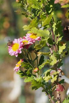 ピンクの小菊で蜜を集めるハチ（受粉活動） 菊,キク,小菊の写真素材
