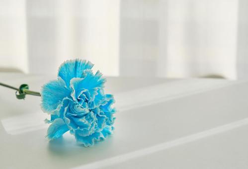 穏やかな光と綺麗なカーネーションの生花 背景,生花,花の写真素材