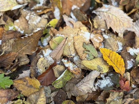 霜が降りた落葉　 落葉,霜,朝の写真素材