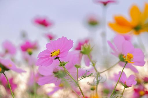 コスモスの花 秋のイメージ コスモスの花 秋のイメージの写真