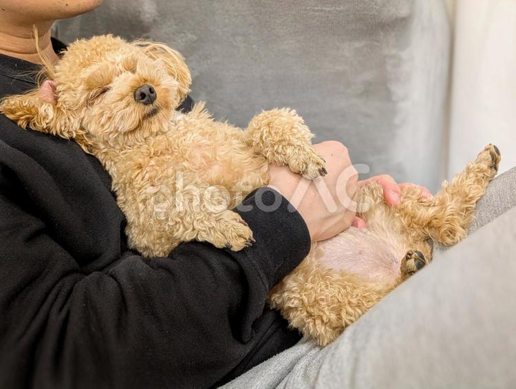 抱っこされるトイプードル 犬,抱っこ,飼い主の写真素材