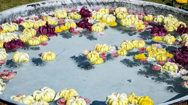 秋の花手水・菊の花(茨城県・笠間市) 秋の花手水・菊の花(茨城県・笠間市) 秋,花手水,菊の写真素材