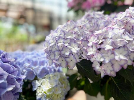 カラフルな紫陽花 カラフルな紫陽花の写真