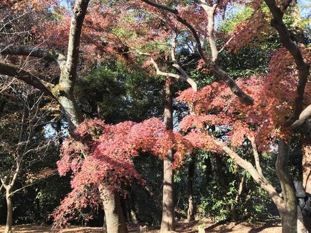 京都の紅葉 京都の紅葉の写真