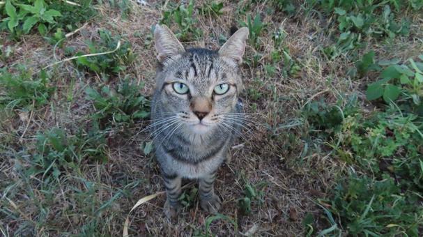 立派な髭をアピールするもふもふで可愛い猫 猫,キジトラ,お座りの写真素材